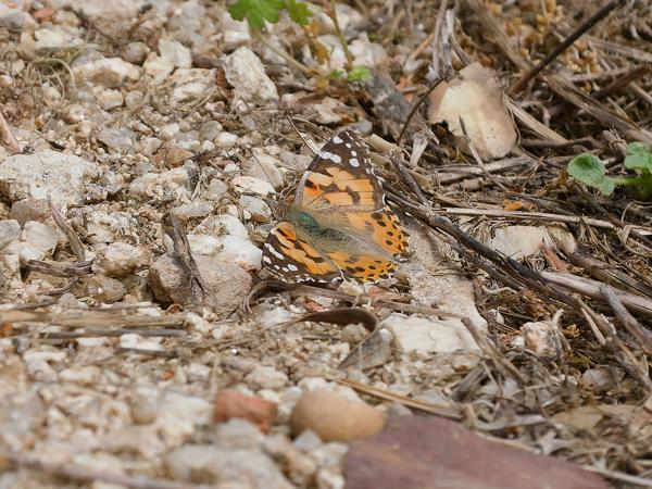 <h3><a href="/trips/extramadura/biota/animalia/arthropoda/insecta/022 lepidoptera/025 nymphalidae nymphalinae/vanessa cardui/vanessa cardui-nl.html">Vanessa&nbsp;cardui</a> / Painted&nbsp;lady / Distelvlinder</h3>OM-1 Mark II met OLYMPUS M.150-400mm F4.5, 1/2000 sec  bij F4.5, ISO 320, afstand 9.53&nbsp;m